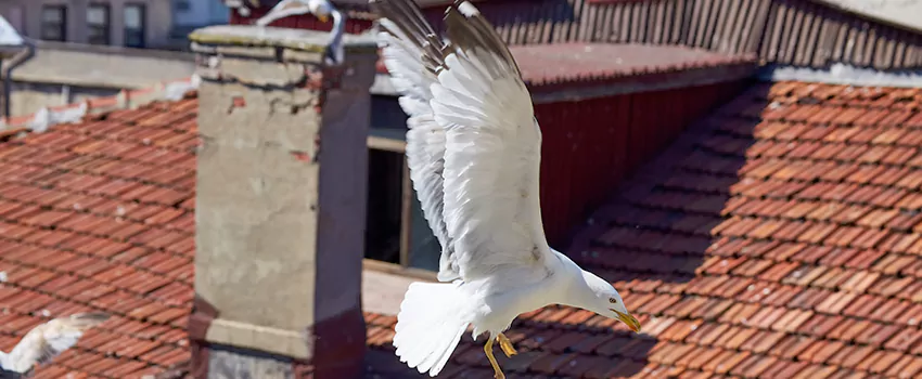 Residential Chimney Animal Removal Solution in Miami, FL